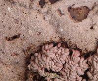 Attēlu rezultāti vaicājumam “Arcyria stipata”