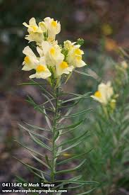 Image result for Linaria vulgaris
