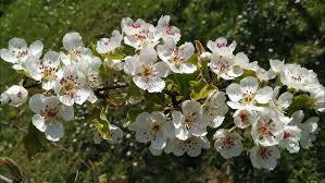 Attēlu rezultāti vaicājumam “Pyrus communis flower”