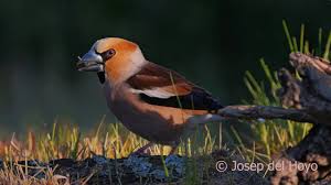 Attēlu rezultāti vaicājumam “Coccothraustes coccothraustes adult”