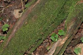 Attēlu rezultāti vaicājumam “Odontoschisma denudatum”