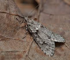 Attēlu rezultāti vaicājumam “Diurnea fagella”