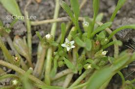 Attēlu rezultāti vaicājumam “Limosella aquatica”