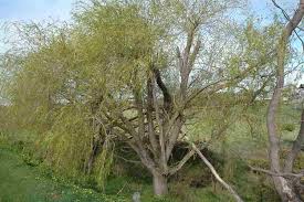 Attēlu rezultāti vaicājumam “Chionaspis salicis imago”