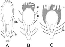 Attēlu rezultāti vaicājumam “Trichocolea tomentella sporophyte”