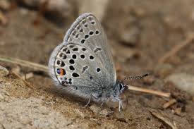 Attēlu rezultāti vaicājumam “Vacciniina optilete underside”