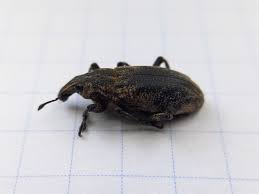 Attēlu rezultāti vaicājumam “Cleonis pigra”