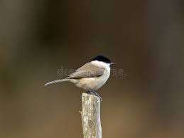 Attēlu rezultāti vaicājumam “Poecile palustris adult”