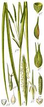 Attēlu rezultāti vaicājumam “Carex pseudocyperus”