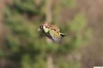 This Photo Of Baby Weasel Flying On A Woodpecker Won Our Hearts.