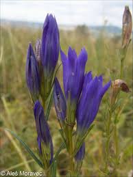 Attēlu rezultāti vaicājumam “Gentiana pneumonanthe”