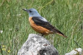 Image result for Monticola saxatilis