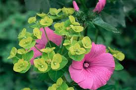 Image result for Lavatera trimestris