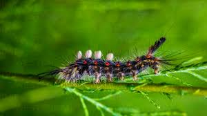 Attēlu rezultāti vaicājumam “Orgyia antiqua”