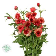 Attēlu rezultāti vaicājumam “Ranunculus mendax”