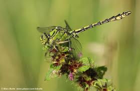 Attēlu rezultāti vaicājumam “Ophiogomphus cecilia”
