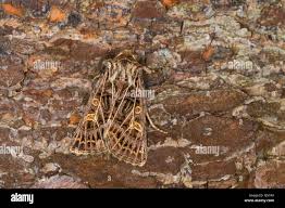 Attēlu rezultāti vaicājumam “Tholera decimalis male”