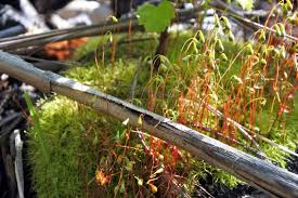 Attēlu rezultāti vaicājumam “Hypnum cupressiforme sporophyte”