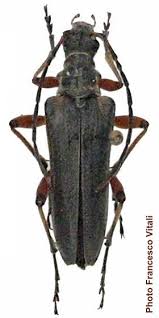 Attēlu rezultāti vaicājumam “Stenocorus meridianus”