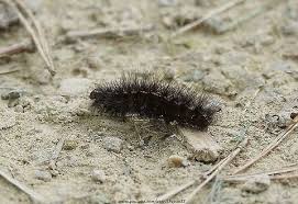 Attēlu rezultāti vaicājumam “Spilosoma lubricipeda”