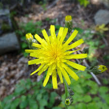 Attēlu rezultāti vaicājumam “Hieracium”