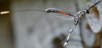 Attēlu rezultāti vaicājumam “Gasteruption jaculator imago”