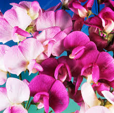 Attēlu rezultāti vaicājumam “Lathyrus latifolius flower”