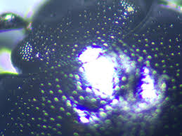 Attēlu rezultāti vaicājumam “Phaedon cochleariae”