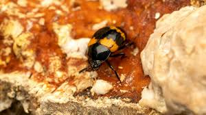 Attēlu rezultāti vaicājumam “Diaperis boleti”