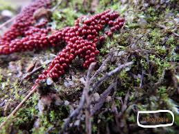 Attēlu rezultāti vaicājumam “Symphytocarpus flaccidus stalked”