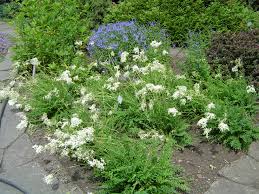 Image result for Filipendula vulgaris