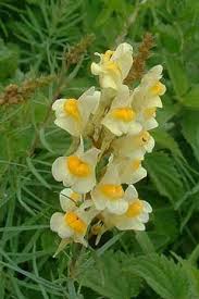 Attēlu rezultāti vaicājumam “Linaria vulgaris flower”