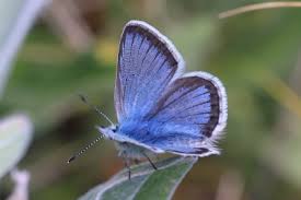 Attēlu rezultāti vaicājumam “Plebejus idas male”