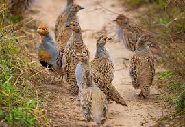 Attēlu rezultāti vaicājumam “Perdix perdix adult”