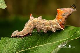 Attēlu rezultāti vaicājumam “Notodonta ziczac”