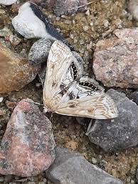 Attēlu rezultāti vaicājumam “Cataclysta lemnata”