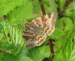 Attēlu rezultāti vaicājumam “Euclidia glyphica”