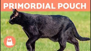 Image result for Black Cat Sac