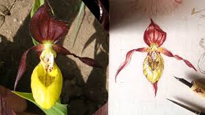 Attēlu rezultāti vaicājumam “Cypripedium calceolus flower”