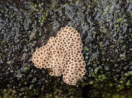 Attēlu rezultāti vaicājumam “Merismodes anomala”