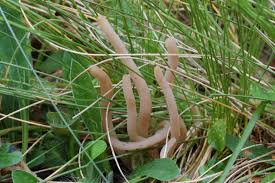 Attēlu rezultāti vaicājumam “Clavaria fumosa”