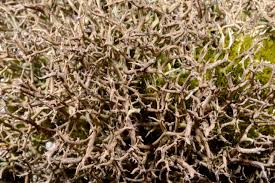 Attēlu rezultāti vaicājumam “Cladonia phyllophora”