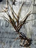 Attēlu rezultāti vaicājumam “Stuckenia filiformis bud”