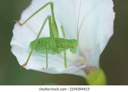 Attēlu rezultāti vaicājumam “Phaneroptera falcata”