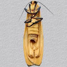 Attēlu rezultāti vaicājumam “Lithosia quadra female”