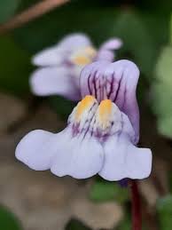 Attēlu rezultāti vaicājumam “Cymbalaria muralis flower”