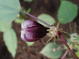 Attēlu rezultāti vaicājumam “Parnassia palustris bud”