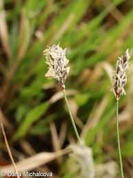 Attēlu rezultāti vaicājumam “Sesleria caerulea fruit”