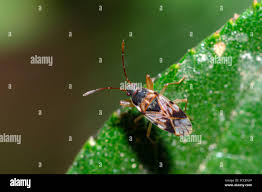 Attēlu rezultāti vaicājumam “Scolopostethus thomsoni”