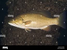 Image result for Micropterus dolomieu